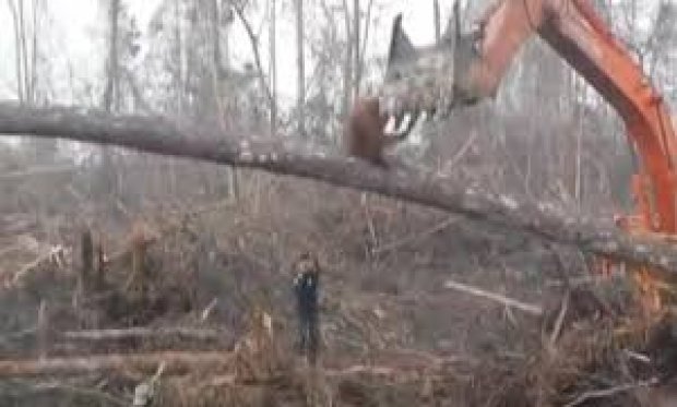 Orangutan iş makinesini böyle engellemeye çalıştı